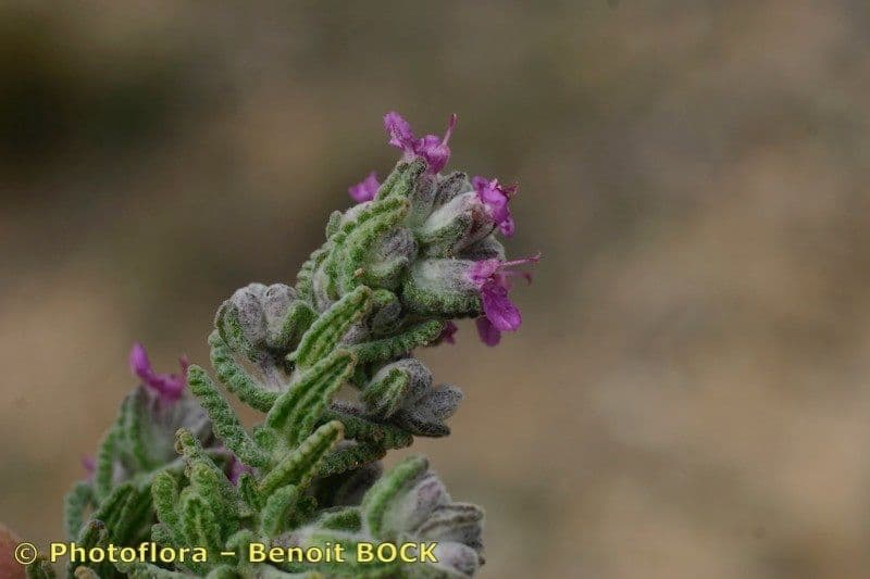 Teucrium 5