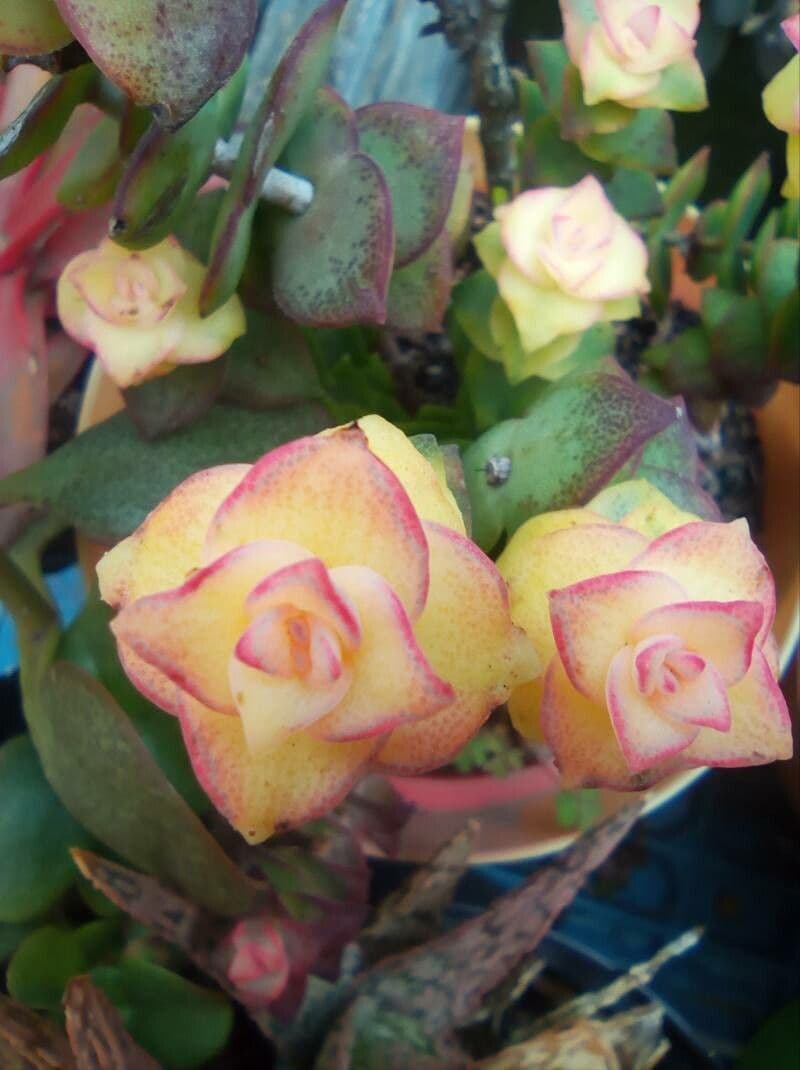 Crassula perforata 16