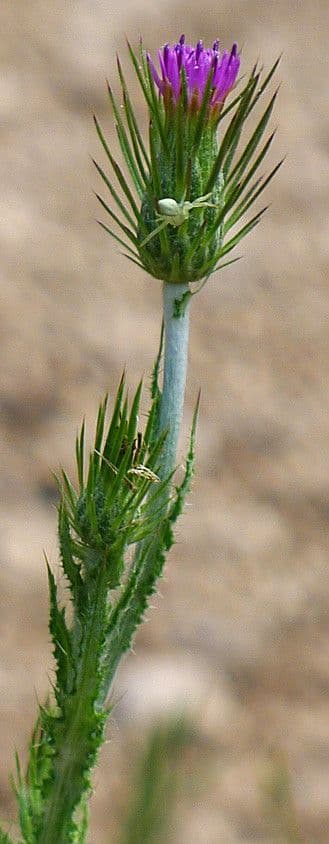 Distel 14