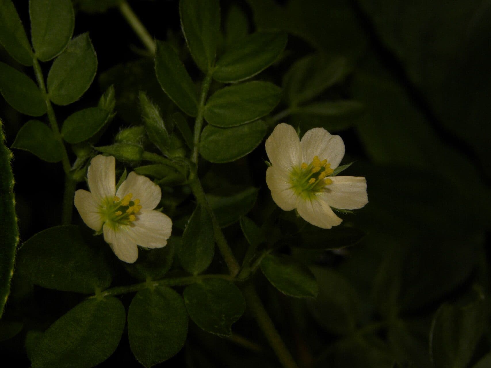 Kallstroemia 2