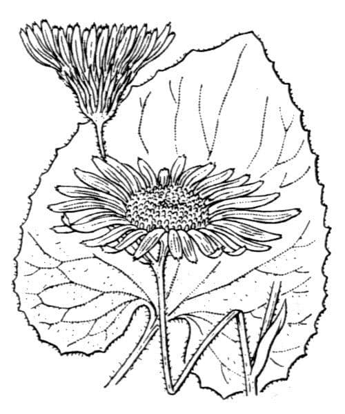 Dorónico 29