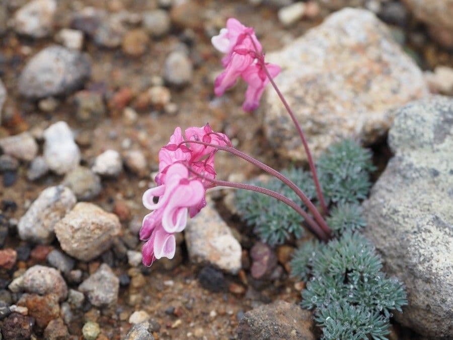 Dicentra 4