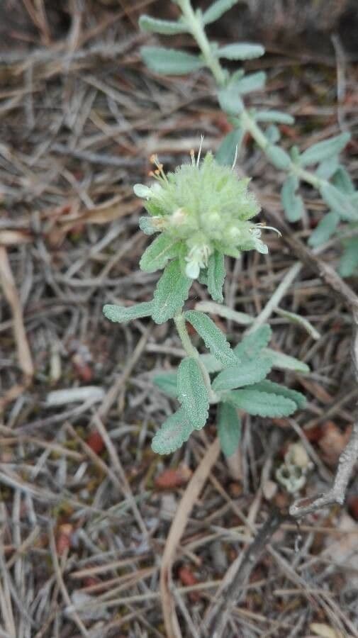 Teucrium