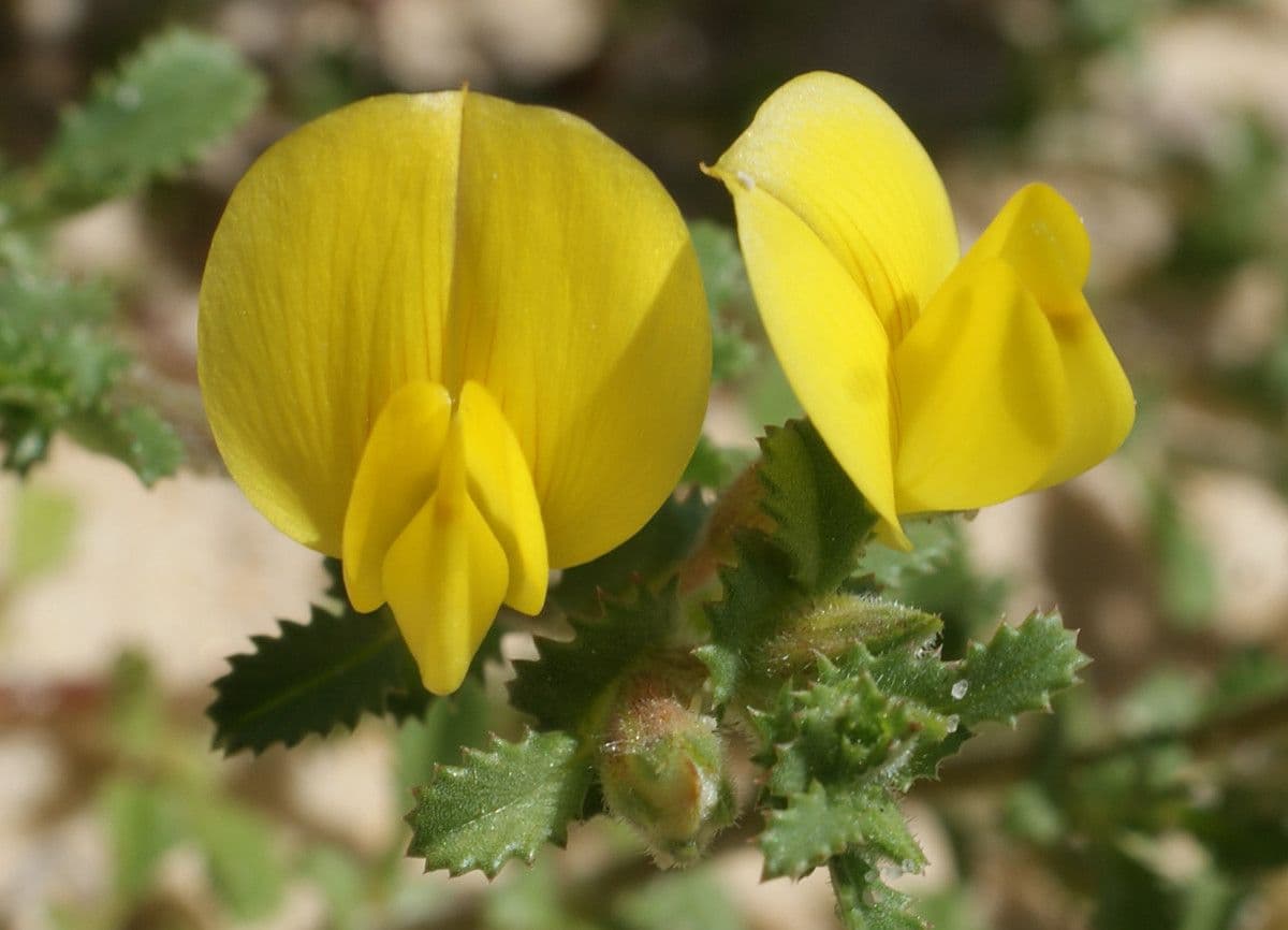 Onide variegata 9