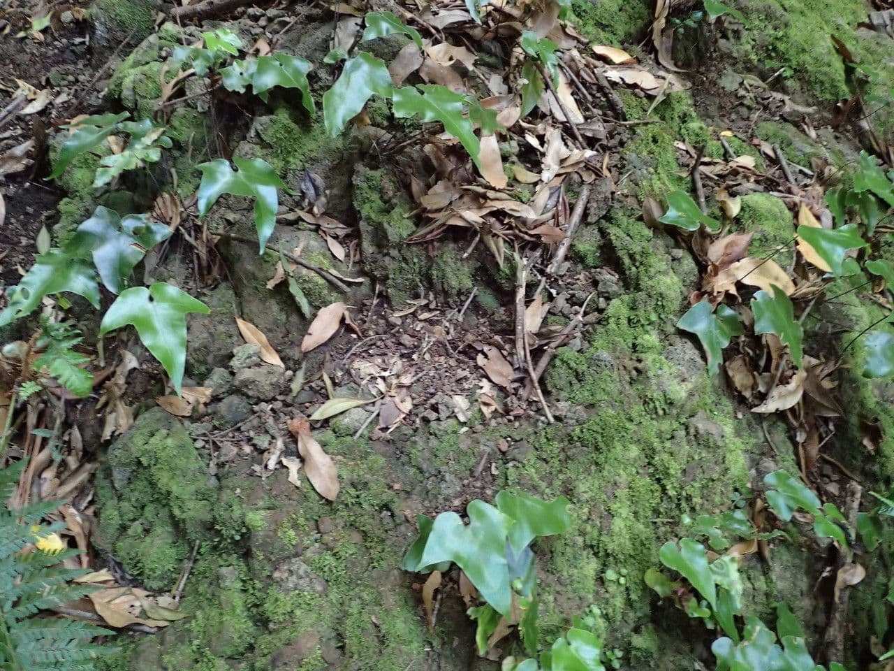 Asplenium hemionitis 7