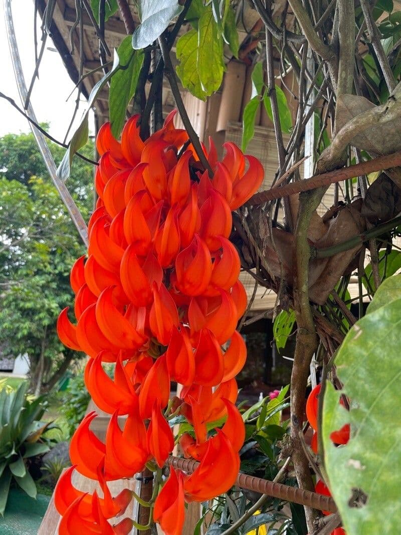 Mucuna 2
