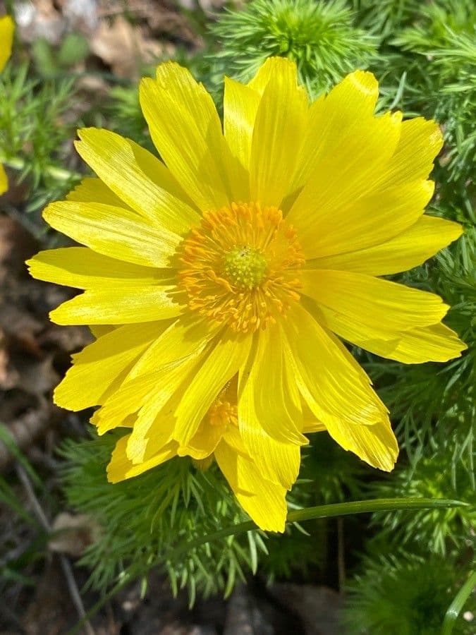 Adonide primaverile 9