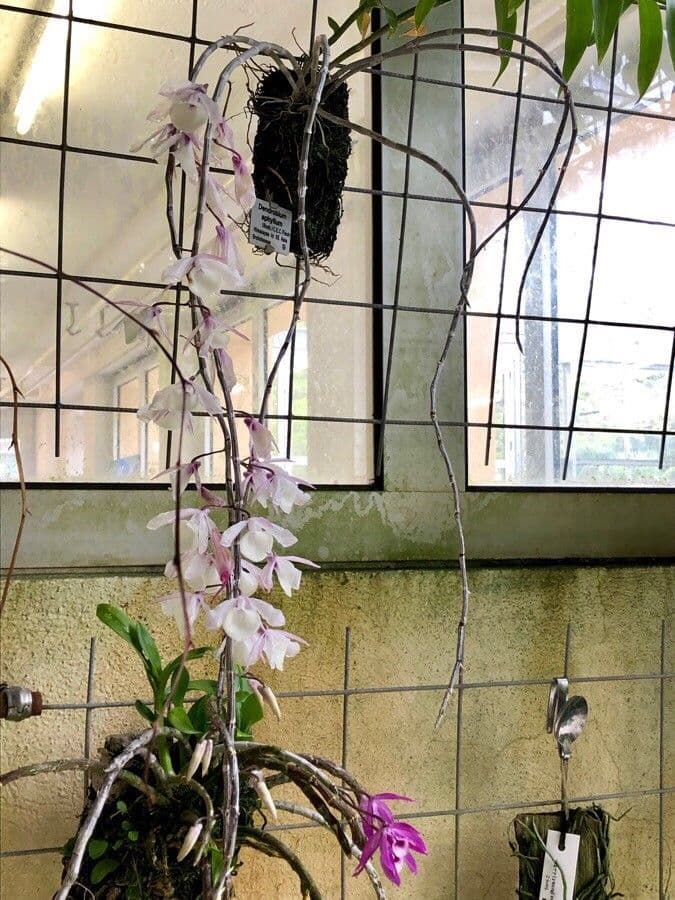 Dendrobium apillo 6