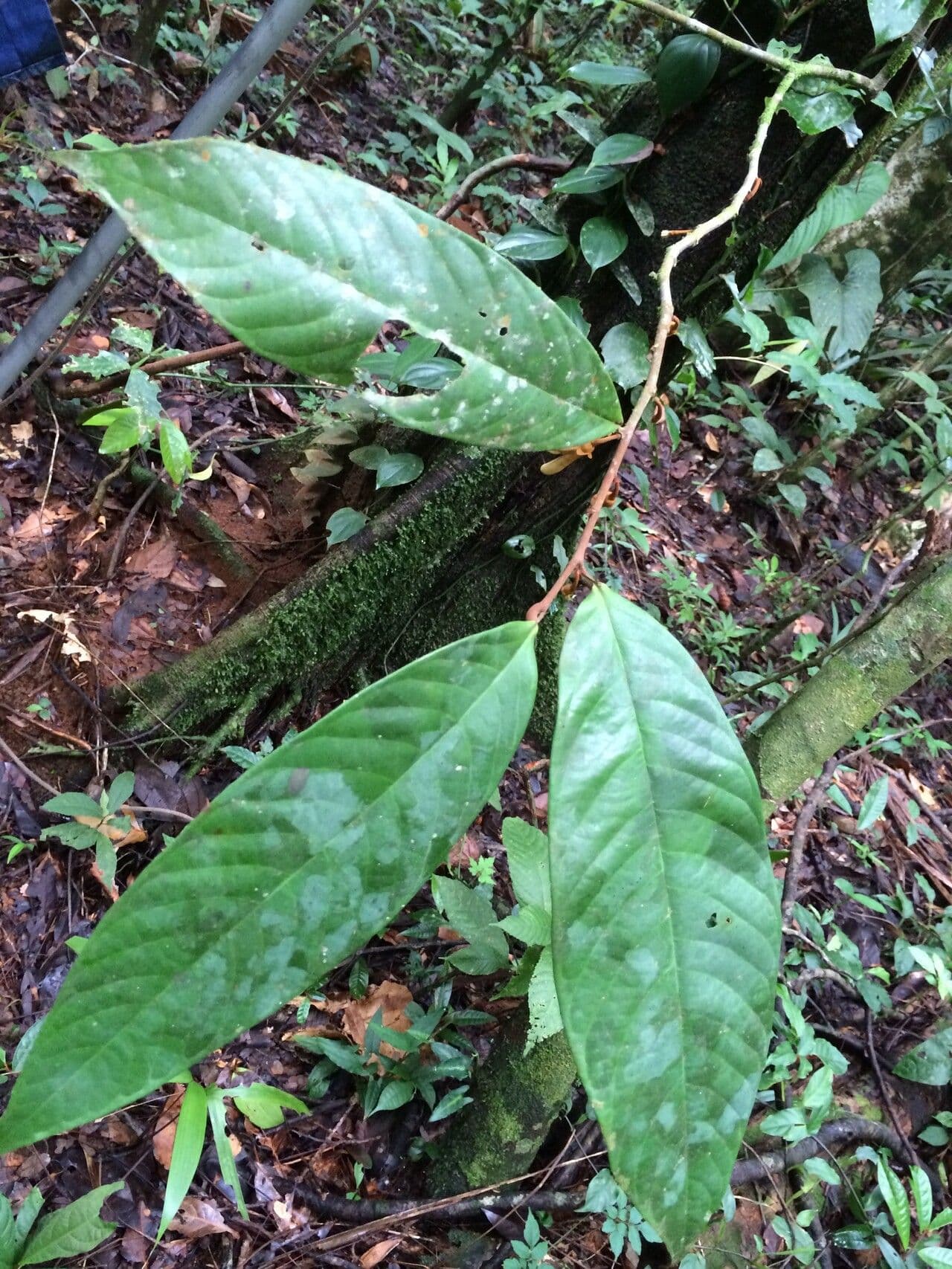 Dickblättrige Anaxagorea 7