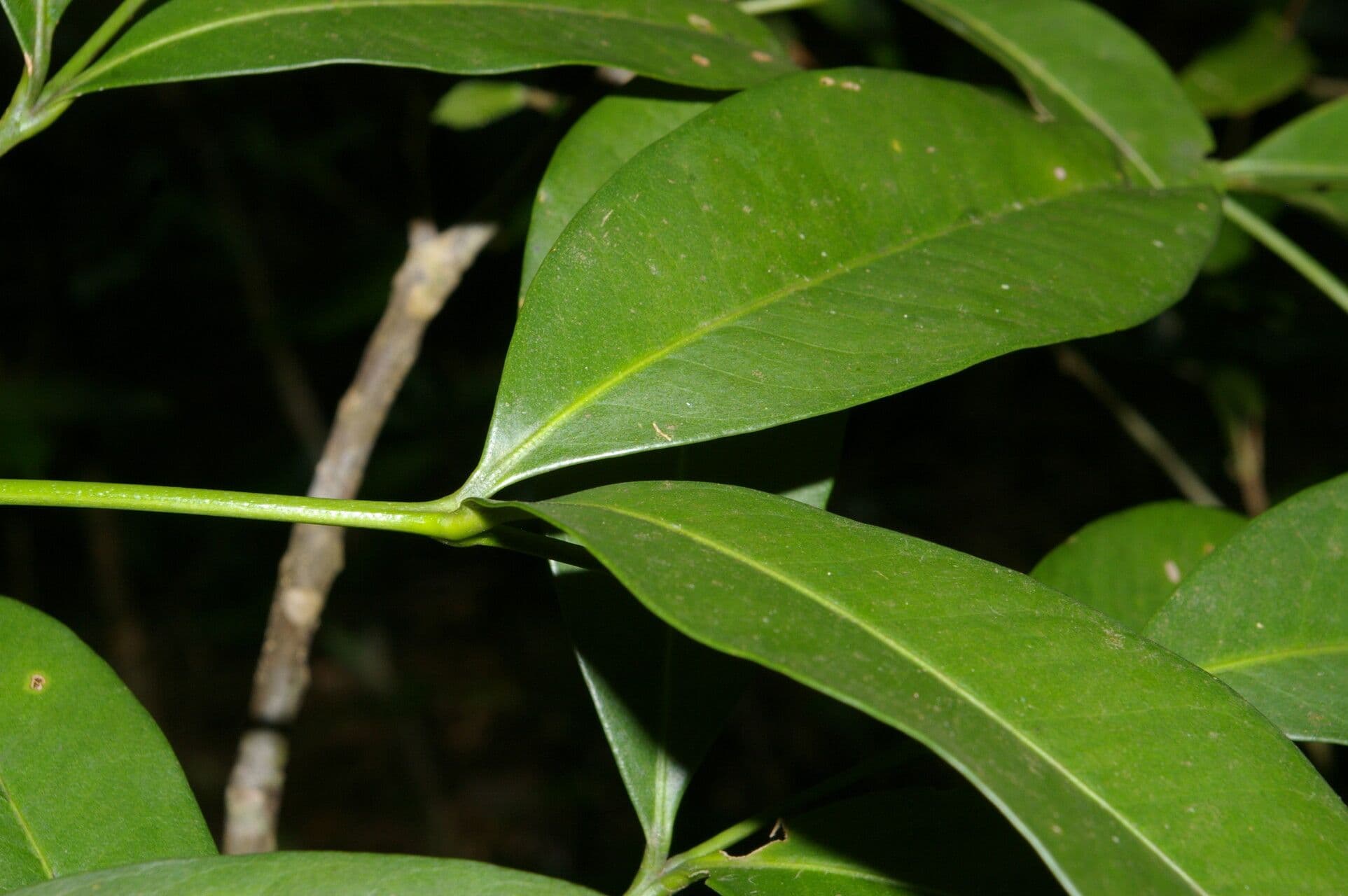 Aceitillo 12