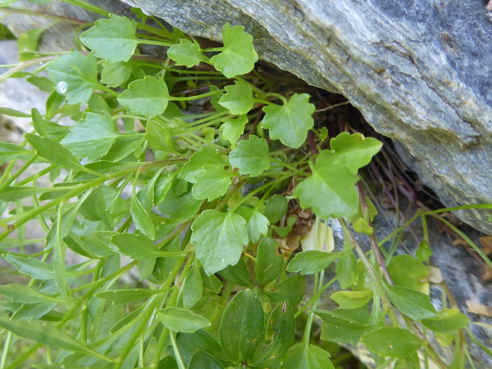 Zwerg-Glockenblume 20