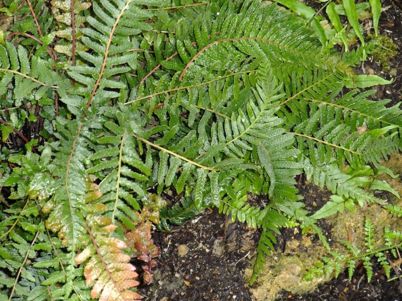 Blechnum dives
