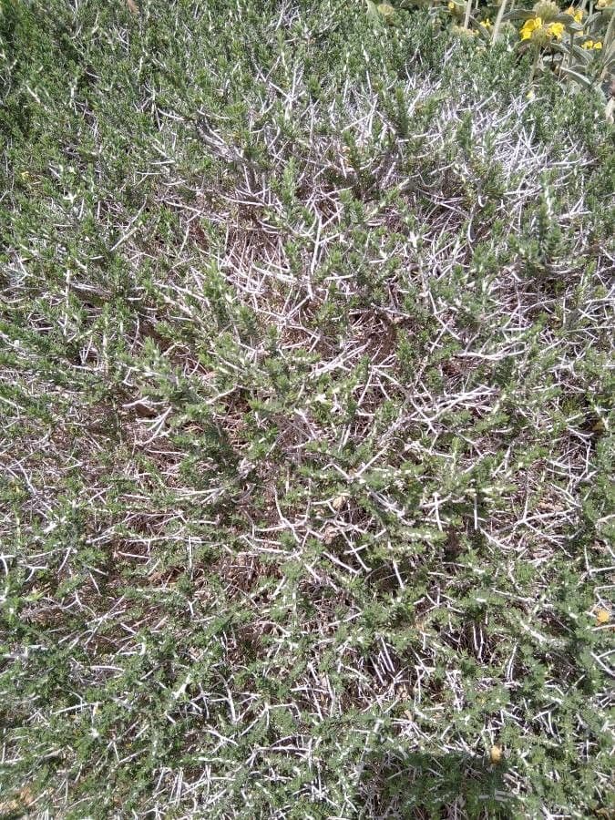 Timo arbustivo 17