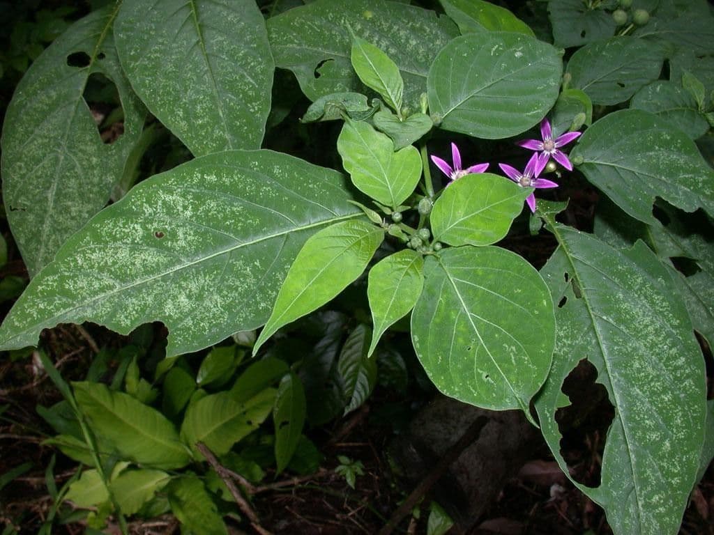 Lycianthes heteroclita 10