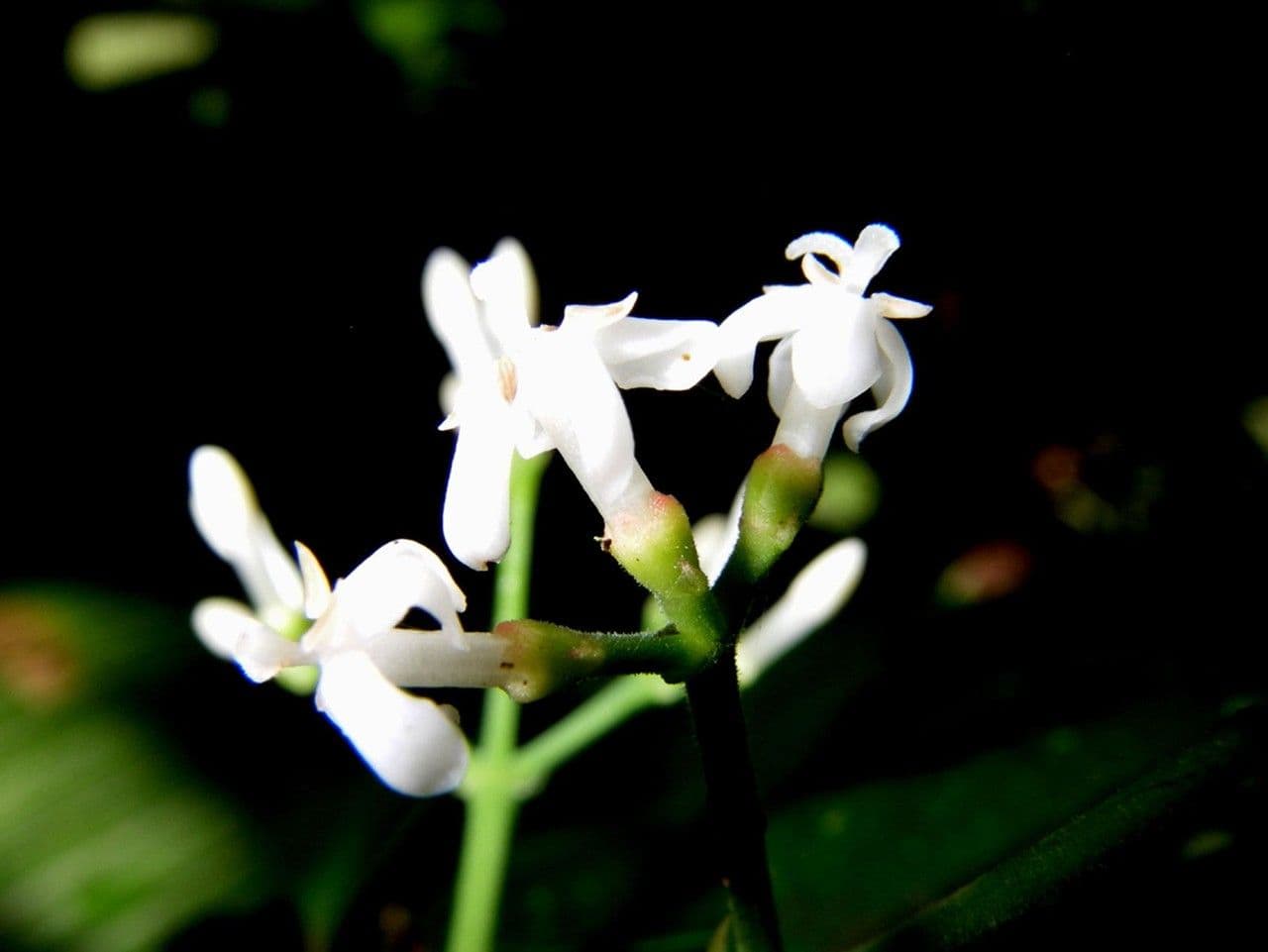 Ixora nicaraguense 3