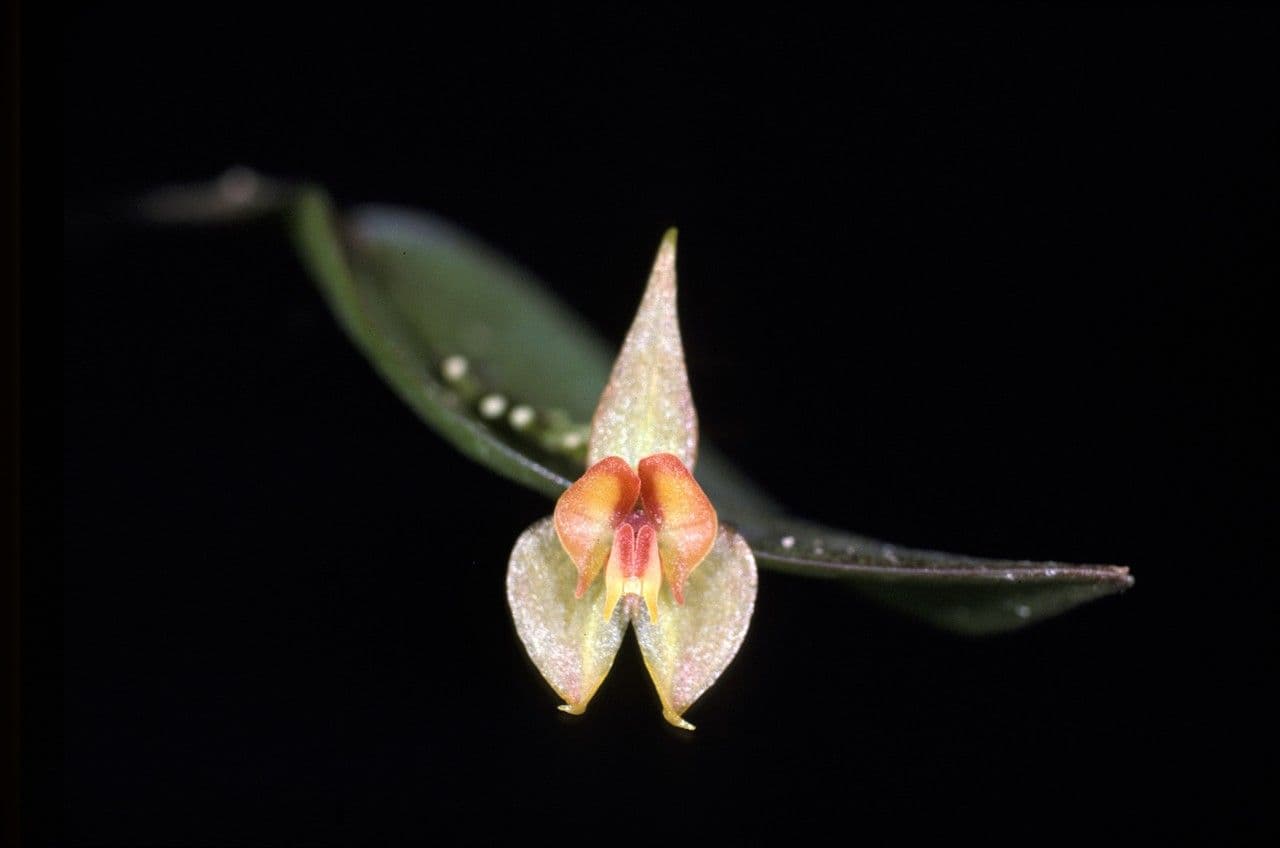 Lepanthes a spirale 2