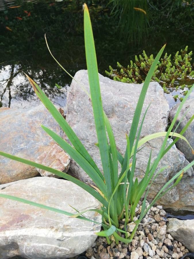 Iris versicolor 7