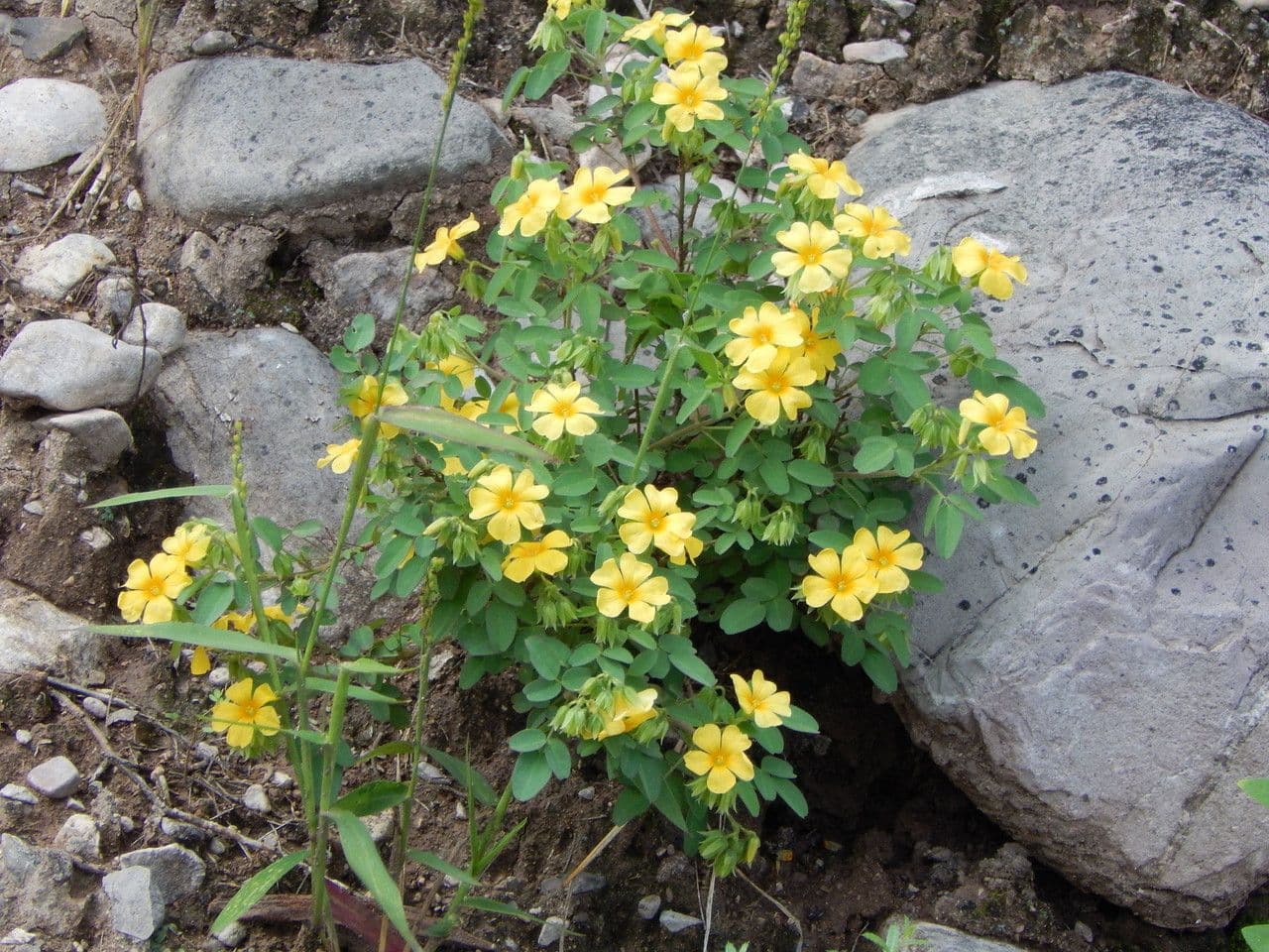 Kyselka 10