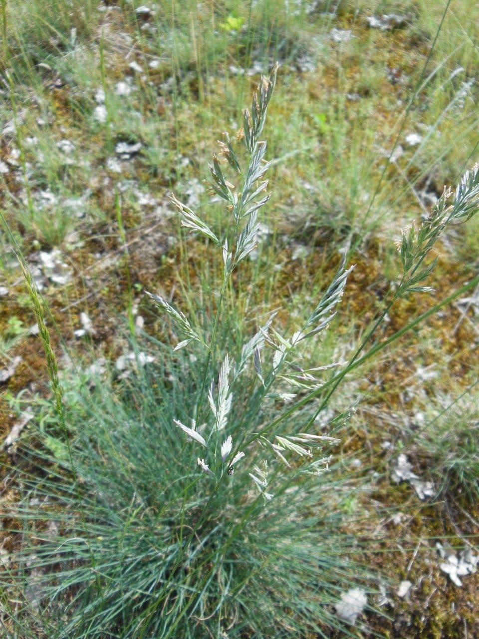 Festuca marginata 11