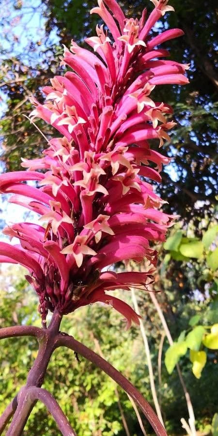 Phlogacanthus