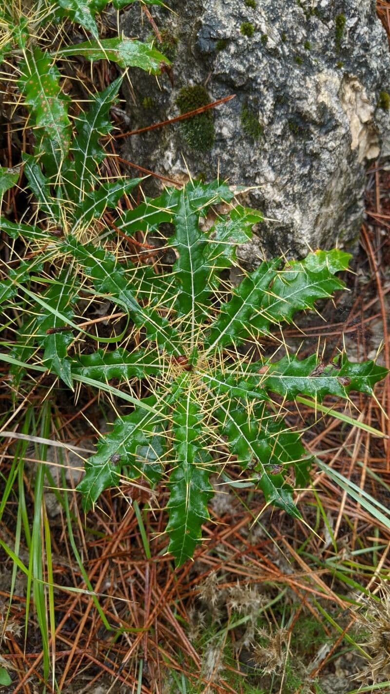 Ptilostemon 15