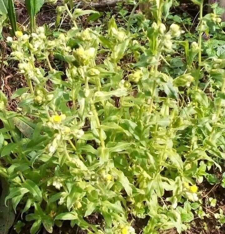 Stinkende Strohblume 12