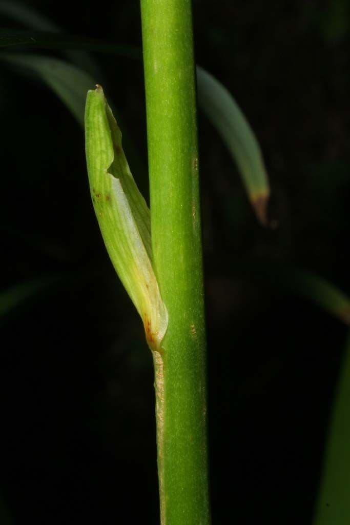 Emerocallide fulva 23