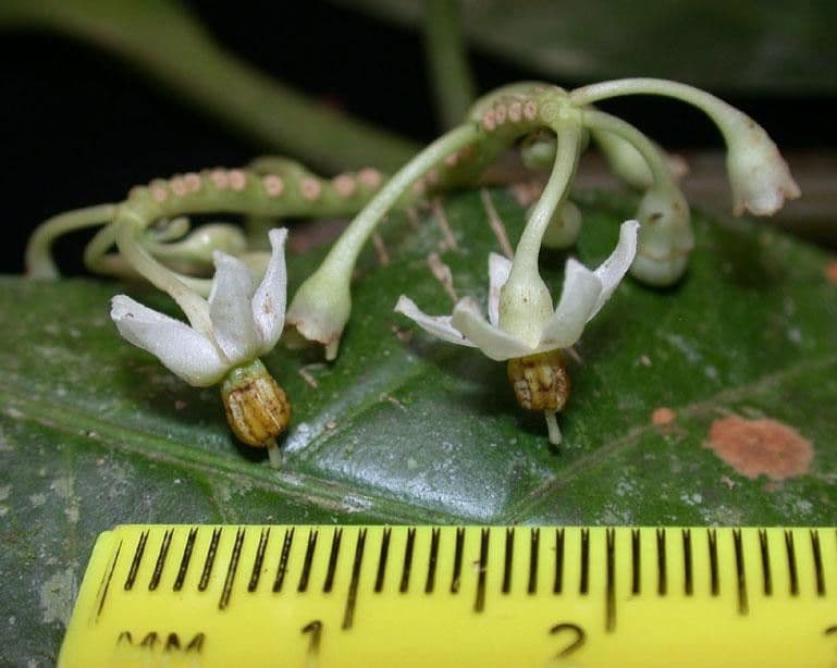 Solanum 2