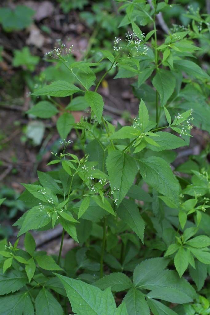 Criptotaenia canadensis 12