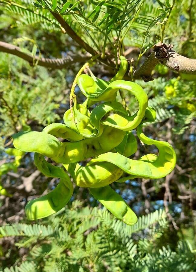Prosopis 3