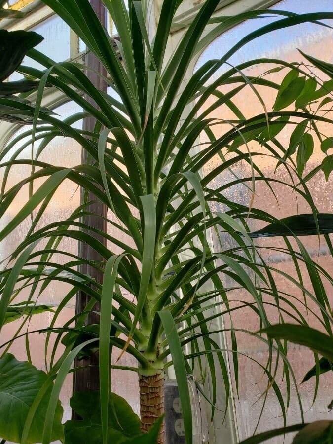 Pterospermum 5