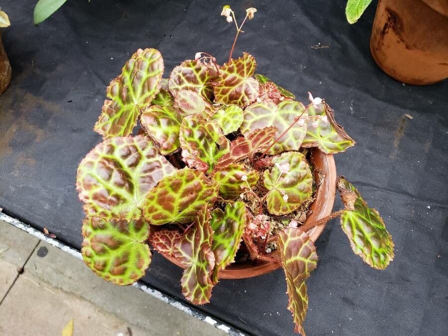Begonia 6