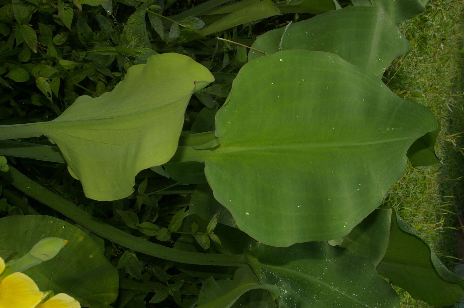 Limnocharis 7