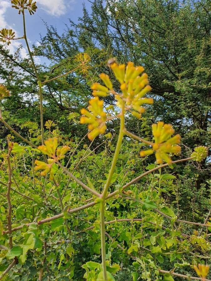 Afrikanische Gänseblümchen 3