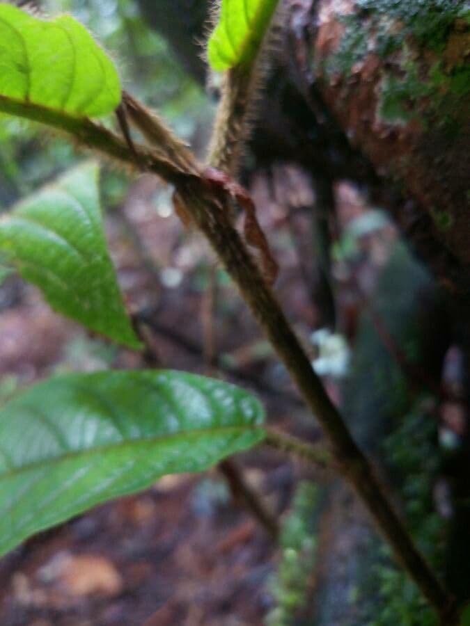 Coccoloba 5