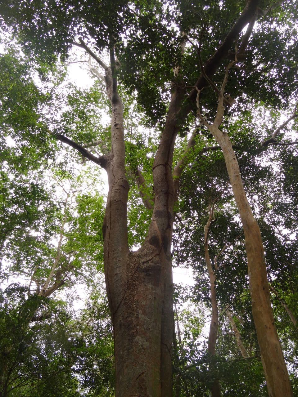 Hymenaea courbaril 16