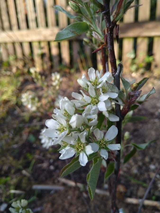 Amelanchier 9