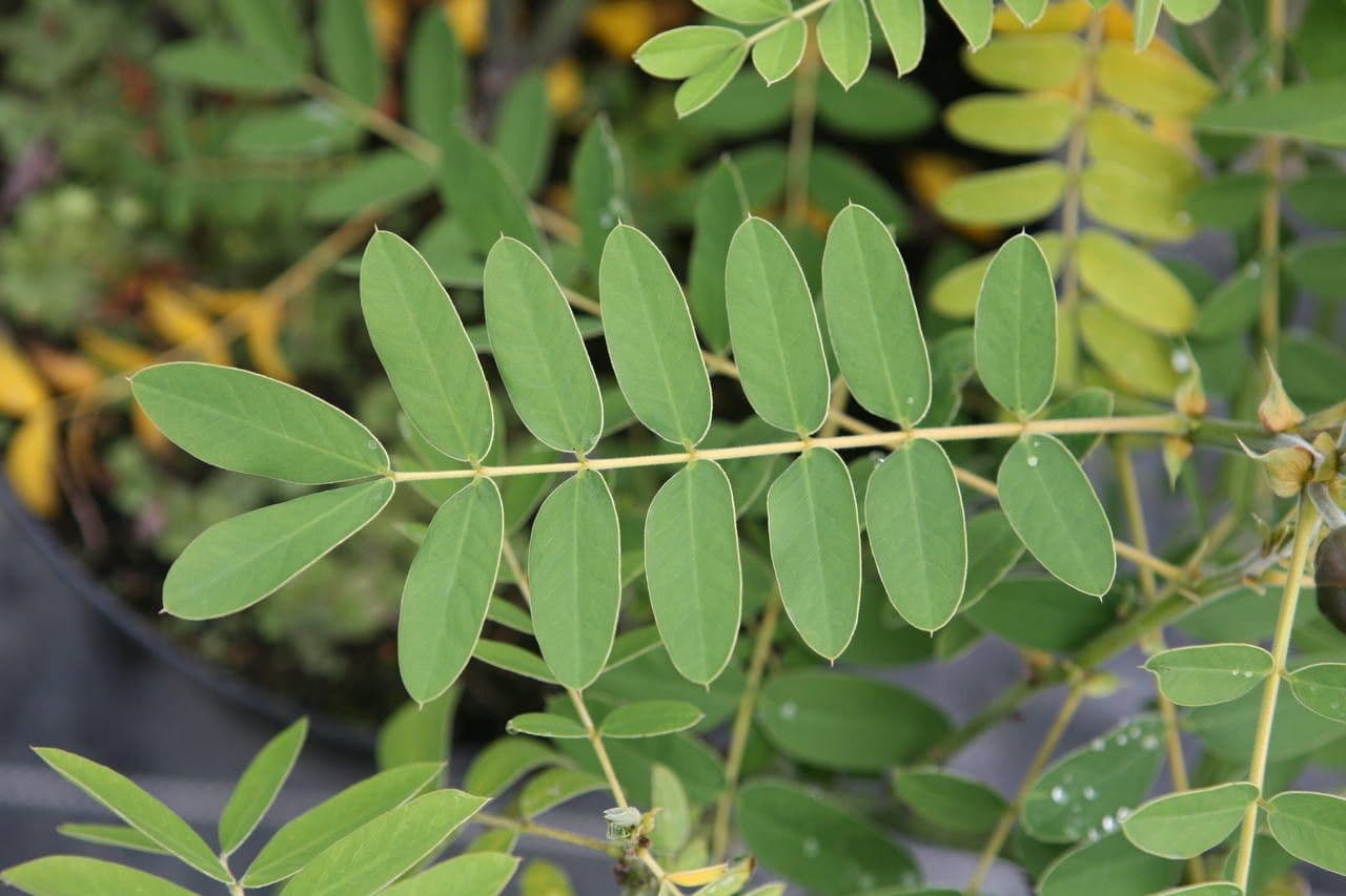 Senna didymobotrya 19