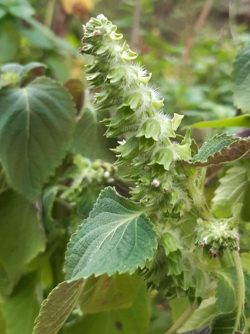 Perilla 6
