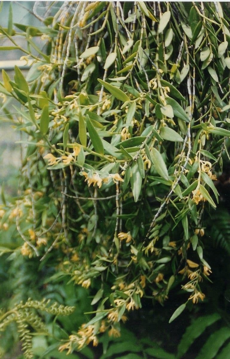 Dendrobium 9
