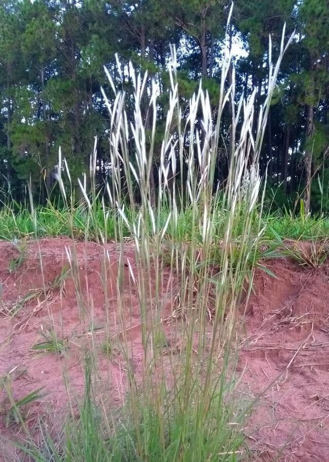 Andropogon