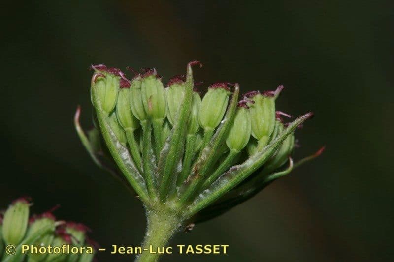 Seseli annuum 5
