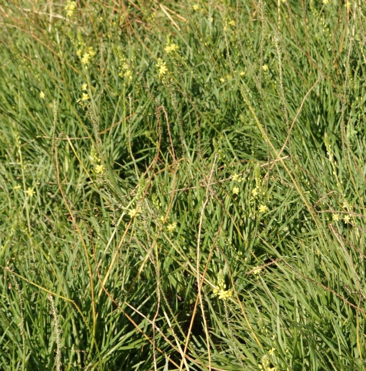 Bulbine bulbosa 10