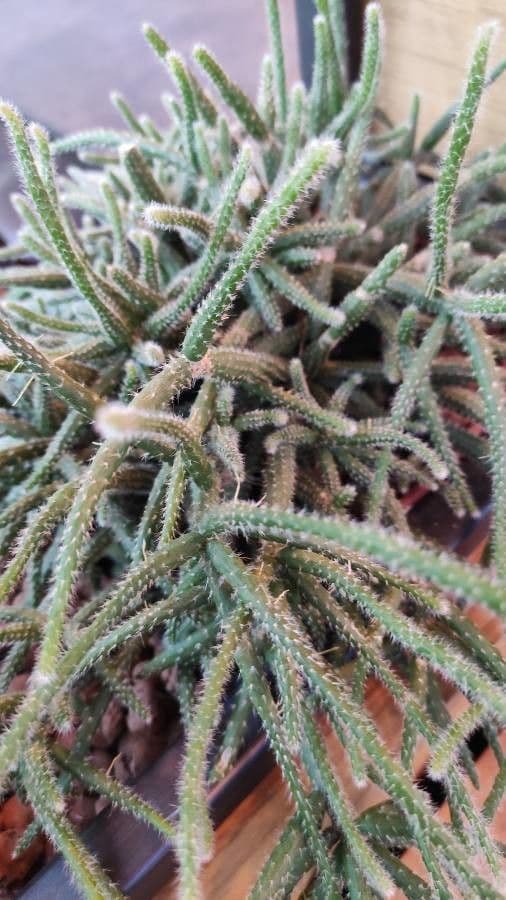 Rhipsalis 12