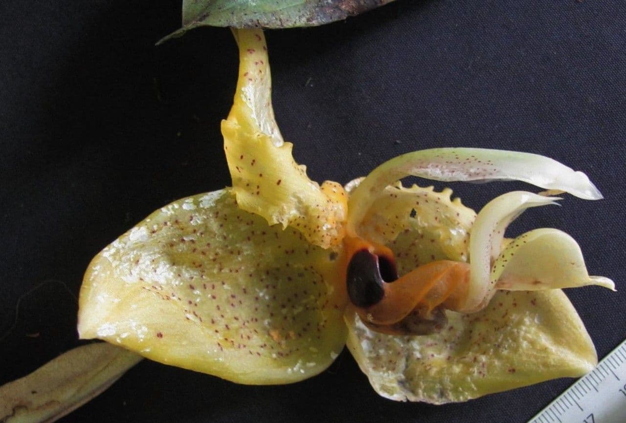 Stanhopea