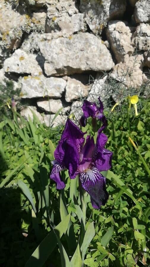 Zwerg-Schwertlilie 2