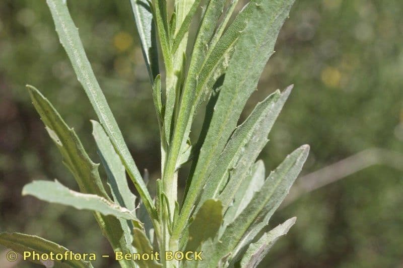 Erysimum incanum 4