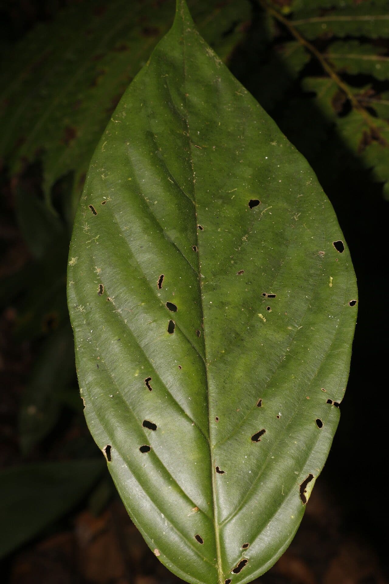 Amaioua 6