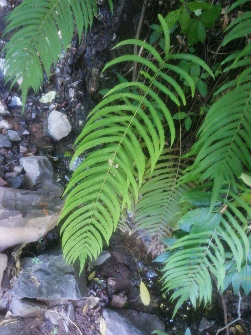 Thelypteris ovata 4
