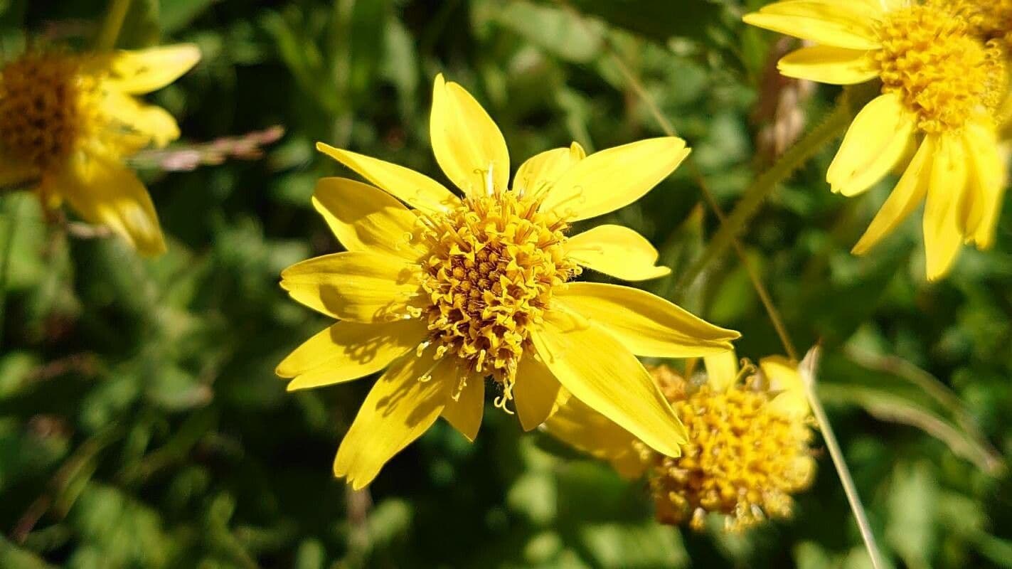 Arnica 3
